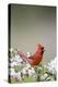 Northern Cardinal Male in Crabapple Tree, Marion, Illinois, Usa-Richard ans Susan Day-Premier Image Canvas