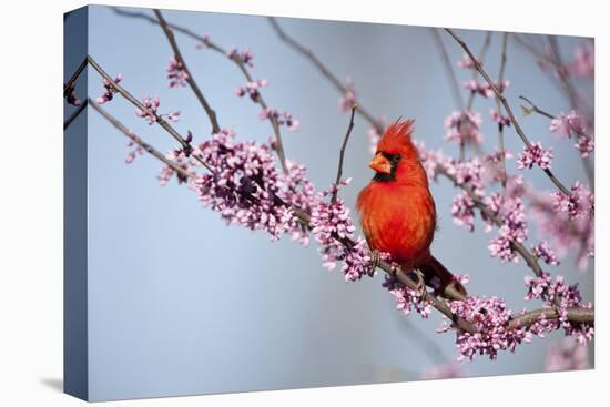 Northern Cardinal Male in Eastern Redbud, Marion, Illinois, Usa-Richard ans Susan Day-Premier Image Canvas