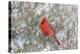 Northern cardinal male in red cedar tree in winter snow, Marion County, Illinois.-Richard & Susan Day-Premier Image Canvas