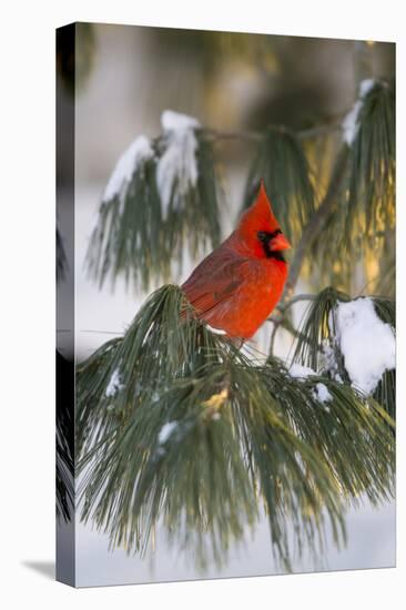 Northern Cardinal Male in White Pine Tree in Winter, Marion County, Illinois-Richard and Susan Day-Premier Image Canvas