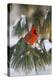 Northern Cardinal Male in White Pine Tree in Winter, Marion County, Illinois-Richard and Susan Day-Premier Image Canvas