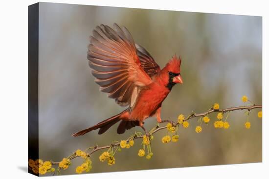 Northern Cardinal male landing on huisache branch-Larry Ditto-Premier Image Canvas