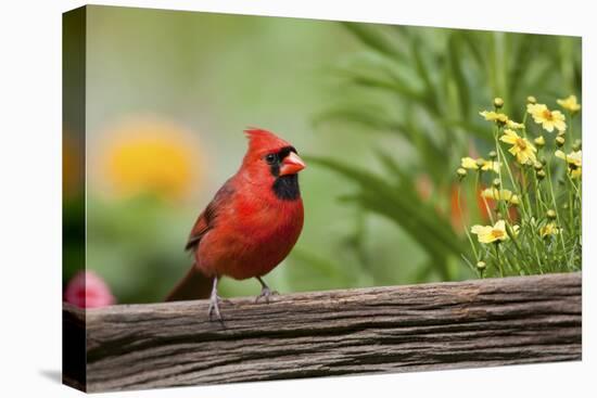 Northern Cardinal Male on Fence, Marion, Illinois, Usa-Richard ans Susan Day-Premier Image Canvas