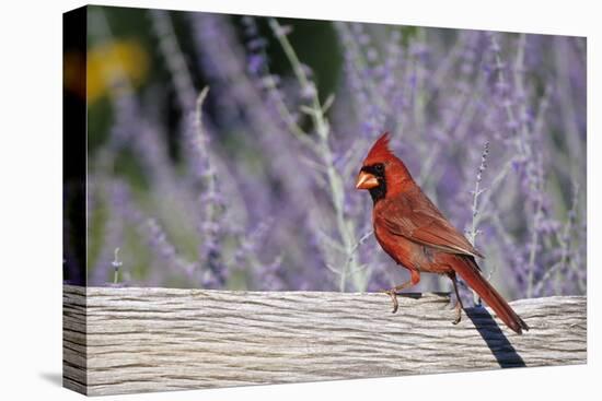 Northern Cardinal Male on Fence Near Russian Sage, Marion County, Illinois-Richard and Susan Day-Premier Image Canvas