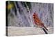 Northern Cardinal Male on Fence Near Russian Sage, Marion County, Illinois-Richard and Susan Day-Premier Image Canvas