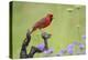 Northern Cardinal male perched on limb-Larry Ditto-Premier Image Canvas