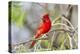 Northern Cardinal Male Starr, Texas, Usa-Richard ans Susan Day-Premier Image Canvas