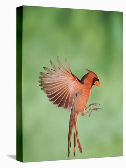Northern Cardinal, New Braunfels, Hill Country, Texas, USA-Rolf Nussbaumer-Premier Image Canvas