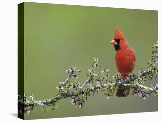 Northern Cardinal on Blooming Guayacan, Rio Grande Valley, Texas, USA-Rolf Nussbaumer-Premier Image Canvas