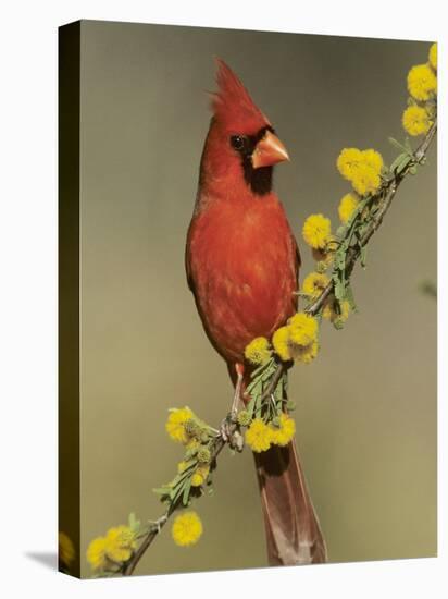 Northern Cardinal on Blooming Huisache, Lake Corpus Christi, Texas, USA-Rolf Nussbaumer-Premier Image Canvas