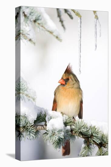 Northern Cardinal on Blue Atlas Cedar in Winter, Marion, Illinois, Usa-Richard ans Susan Day-Premier Image Canvas