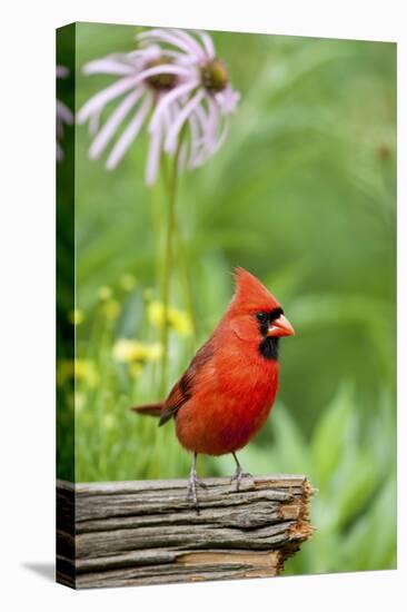 Northern Cardinal on Fence Post by Coneflowers, Marion, Illinois, Usa-Richard ans Susan Day-Premier Image Canvas