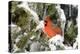 Northern Cardinal on Serbian Spruce in Winter, Marion, Illinois, Usa-Richard ans Susan Day-Premier Image Canvas