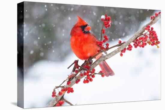 Northern cardinal perched on branch during snow storm, USA-Lynn M. Stone-Premier Image Canvas