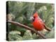 Northern Cardinal Perching on Branch, Mcleansville, North Carolina, USA-Gary Carter-Premier Image Canvas