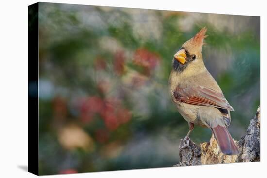 Northern Cardinal-Gary Carter-Premier Image Canvas