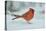 Northern Cardinal-Gary Carter-Premier Image Canvas