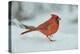 Northern Cardinal-Gary Carter-Premier Image Canvas