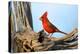 Northern Cardinals (Cardinalis Cardinalis) in the Family Cardinalidae-Richard Wright-Premier Image Canvas