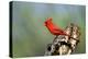 Northern Cardinals (Cardinalis Cardinalis) in the Family Cardinalidae-Richard Wright-Premier Image Canvas