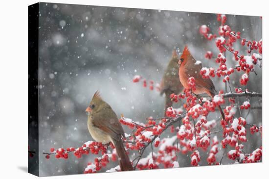 Northern Cardinals in Common Winterberry, Marion, Illinois, Usa-Richard ans Susan Day-Premier Image Canvas