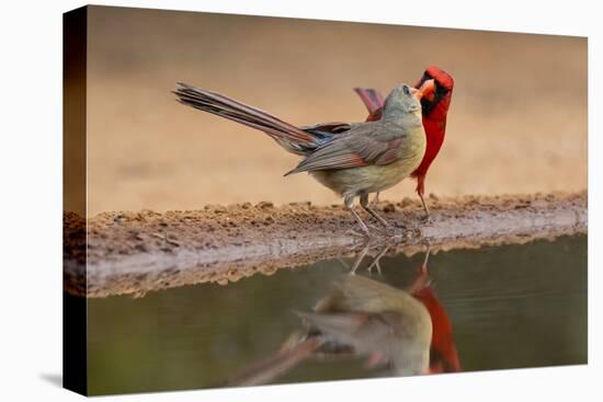 Northern Cardinals, Texas, USA-Larry Ditto-Premier Image Canvas