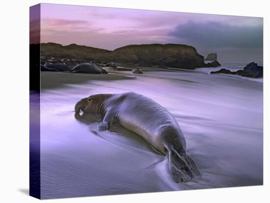 Northern Elephant Seal bull laying at surf's edge, Point Piedras Blancas, California-Tim Fitzharris-Stretched Canvas
