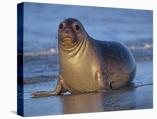 Northern Elephant Seal female laying on beach, California coast-Tim Fitzharris-Stretched Canvas