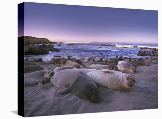 Northern Elephant Seal juveniles laying on the beach, Point Piedras Blancas, Big Sur, California-Tim Fitzharris-Stretched Canvas