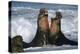 Northern Elephant Seal males fighting, California Coast-Tim Fitzharris-Stretched Canvas