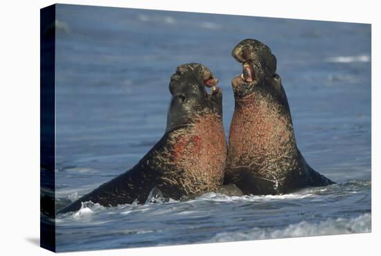 Northern Elephant Seal males fighting, California-Tim Fitzharris-Stretched Canvas