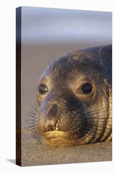 Northern Elephant Seal portrait on beach, North America-Tim Fitzharris-Stretched Canvas