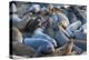 Northern elephant seals at Piedras Blancas Elephant Seal Rookery, San Simeon, California, USA-Russ Bishop-Premier Image Canvas