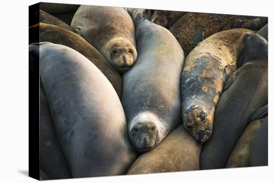 Northern elephant seals at Piedras Blancas elephant seal rookery, San Simeon, California, USA-Russ Bishop-Premier Image Canvas