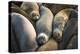 Northern elephant seals at Piedras Blancas elephant seal rookery, San Simeon, California, USA-Russ Bishop-Premier Image Canvas