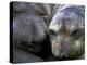 Northern Elephant Seals, Big Sur Coast, California, USA-Gavriel Jecan-Premier Image Canvas