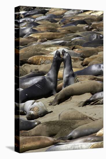 Northern Elephant Seals Fighting, Piedras Blancas Elephant Seal Rookery, California-David Wall-Premier Image Canvas