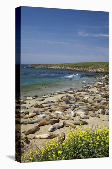 Northern Elephant Seals, Piedras Blancas Elephant Seal Rookery, Near San Simeon, California-David Wall-Premier Image Canvas