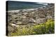 Northern Elephant Seals, Piedras Blancas Elephant Seal Rookery, Near San Simeon, California-David Wall-Premier Image Canvas