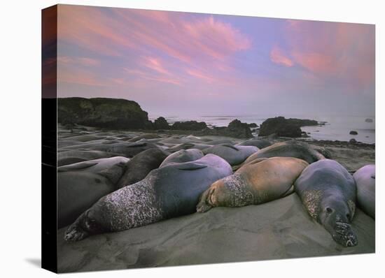 Northern Elephant Seals, Point Piedra Blancas, California-Tim Fitzharris-Stretched Canvas
