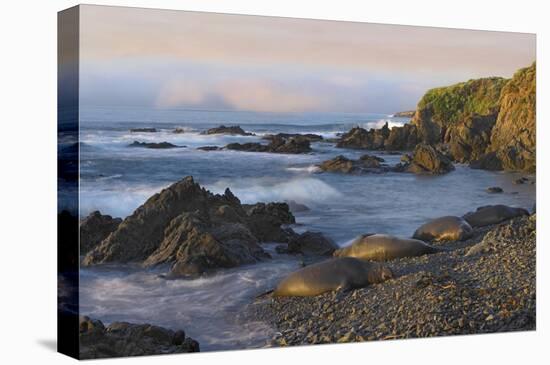 Northern Elephant Seals resting on the beach, Point Piedras Blancas, California-Tim Fitzharris-Stretched Canvas