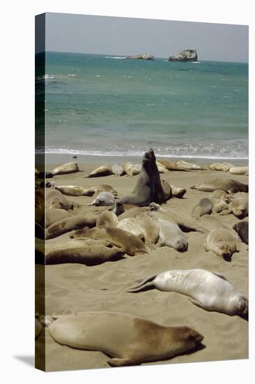Northern Elephant Seals-Diccon Alexander-Premier Image Canvas