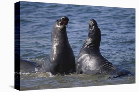 Northern Elephant Seals-DLILLC-Premier Image Canvas