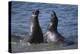 Northern Elephant Seals-DLILLC-Premier Image Canvas