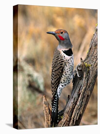 Northern Flicker, Oregon, USA-Charles Sleicher-Premier Image Canvas