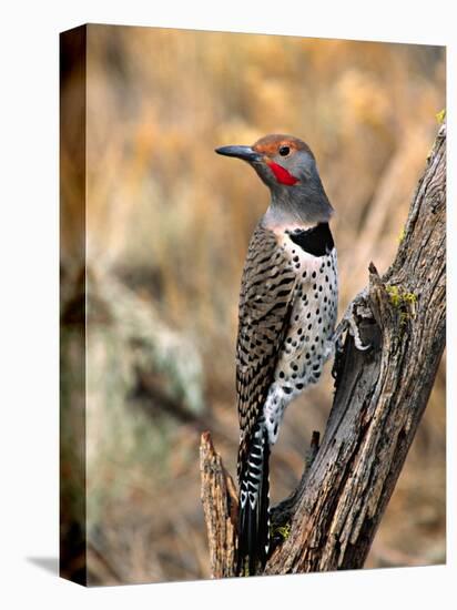 Northern Flicker, Oregon, USA-Charles Sleicher-Premier Image Canvas