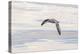 Northern Fulmar over the coast of southern Greenland.-Martin Zwick-Premier Image Canvas