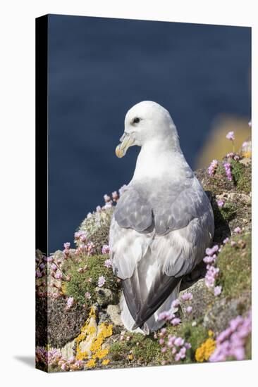 Northern Fulmar. Scotland, Shetland Islands-Martin Zwick-Premier Image Canvas