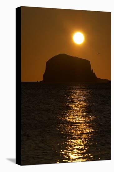 Northern Gannet Colony in Flight over Bass Rock at Sunrise, Firth of Forth, Scotland, August-Green-Premier Image Canvas