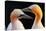 Northern Gannet, Detail Head Portrait with Evening Sun and Dark Orange Sea in the Background, Beaut-Ondrej Prosicky-Premier Image Canvas